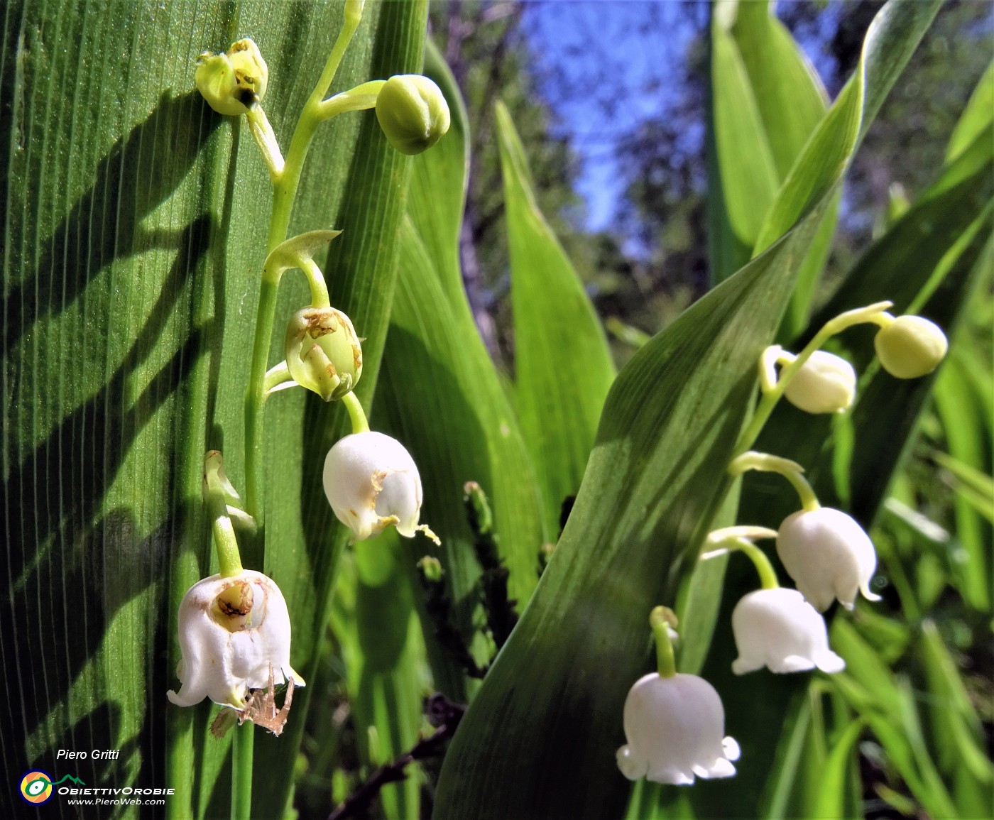 06 Convallaria maialis (Mughetto).JPG -                                